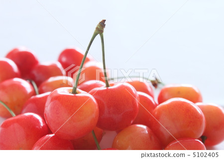 Cherry Sato Nishiki 5102405