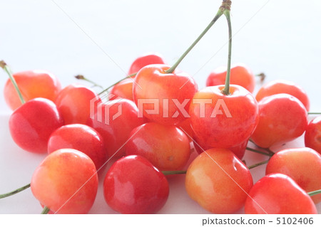 Cherry Sato Nishiki 5102406