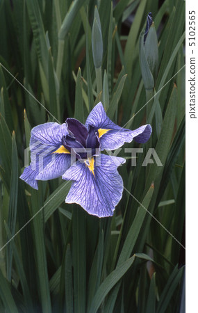 Iris 5102565
