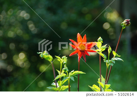 July Dahlia · Asteraceae 98 July Dahlia · Asteraceae 98 5102614