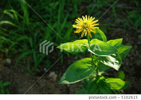 July Dahlia · Asteraceae 97 July Dahlia · Asteraceae 97 5102615
