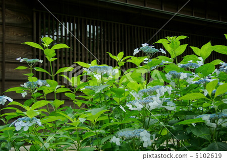 July Hydrangea / Hydrangeae 92 5102619