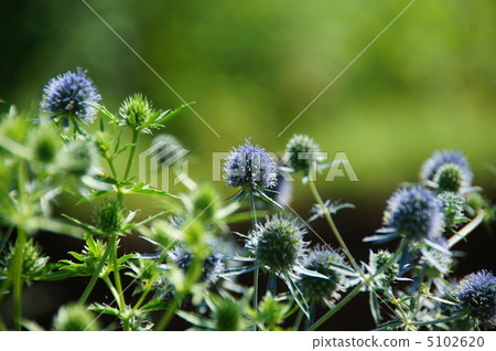 July Ellingium · Serius 01 5102620