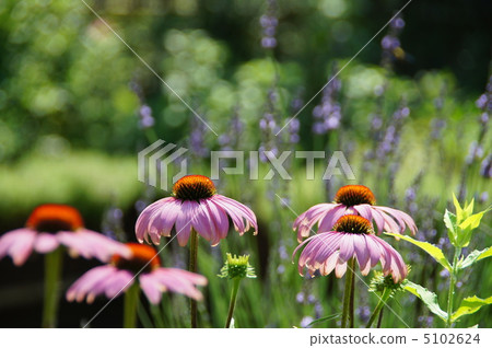 7月海膽亞目和菊科12 7月海膽亞目和菊科12 5102624