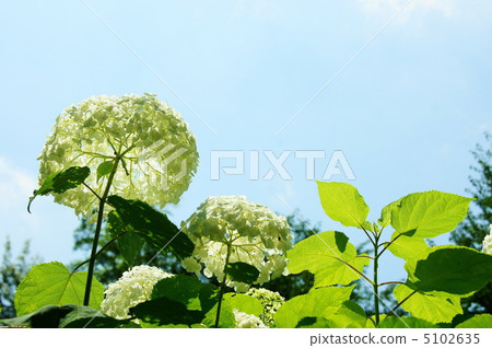 七月繡球花和繡球花85鳳梨 5102635