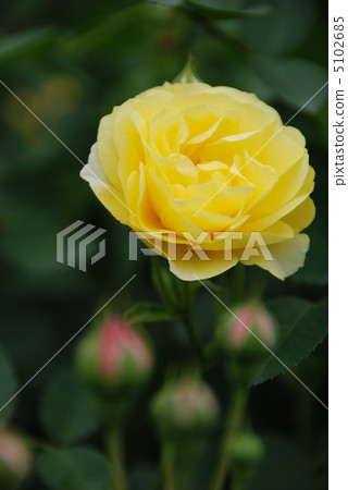 A rose garden 5102685