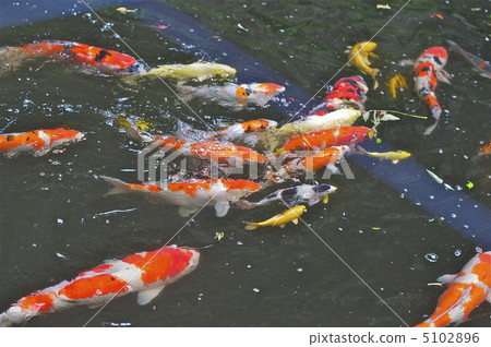 池塘的鯉魚 池塘的鯉魚 5102896