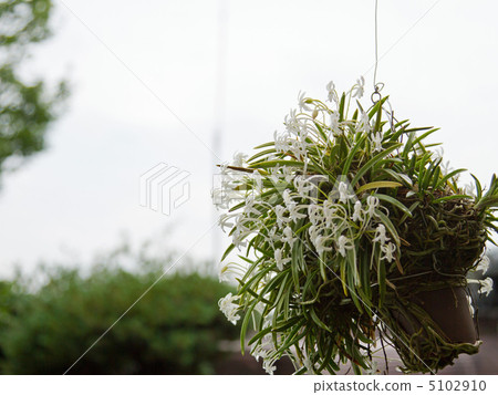 風蘭花 風蘭花 5102910