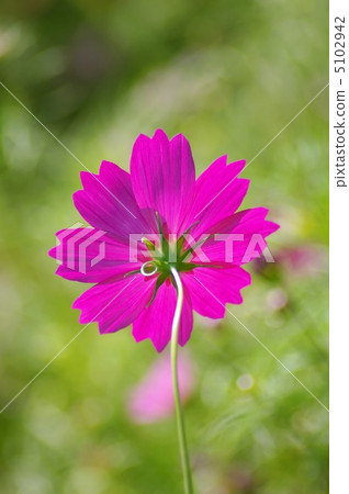 Cosmos Cosmos 5102942