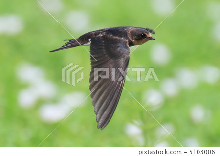 In the flower garden. 5103006