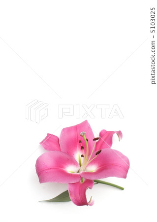 粉色百合花 粉色百合花 5103025