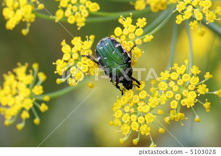 核心hanamuguri 5103028