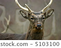 A deer 5103100