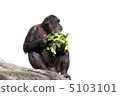 Chimpanzee 5103101