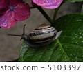 Snail Hydrangea 5103397