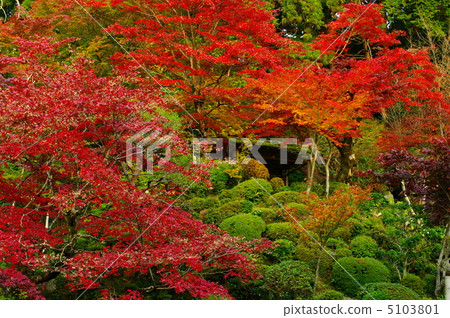 Autumn leaves of Mt. 5103801