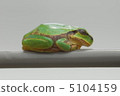 Frogs break 5104159