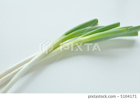 Japanese leek  5104171