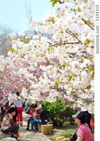 Ryuu Tanglu cherry flower garden 5104315