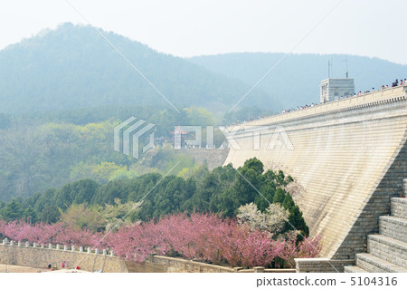 Ryuu Tanglu cherry flower garden 5104316