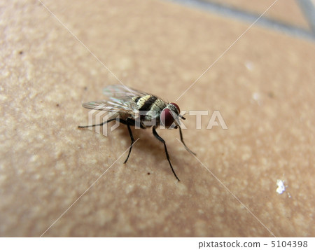 Kurobi hanabe 5104398