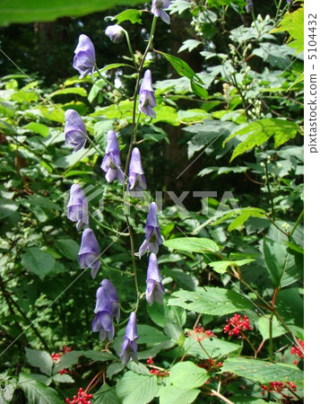 附子 附子 5104432