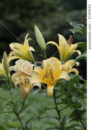 Yuri Yellow Wien 5104441