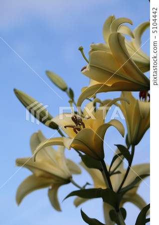 Yuri Yellow Wien 5104442