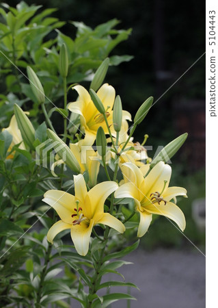 Yuri Yellow Wien 5104443