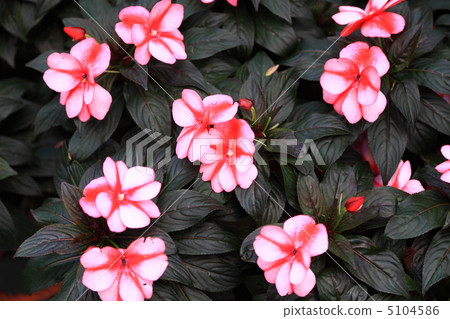 Begonia 5104586