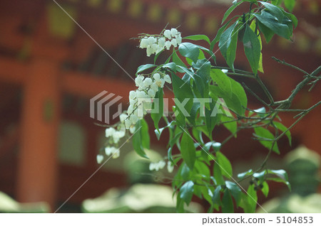 鬥得多和石燈籠（春日大社/奈良市春日市） 5104853