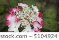 一種保持顏色的繡球花 5104924