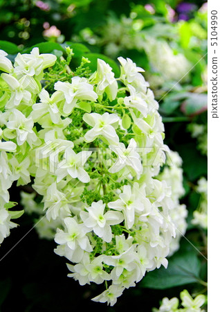 繡球花Yae Qiwa 5104990