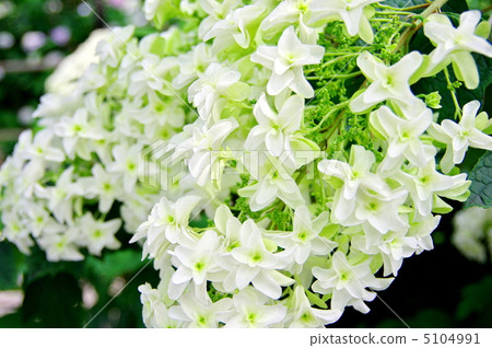 繡球花Yae Qiwa 5104991