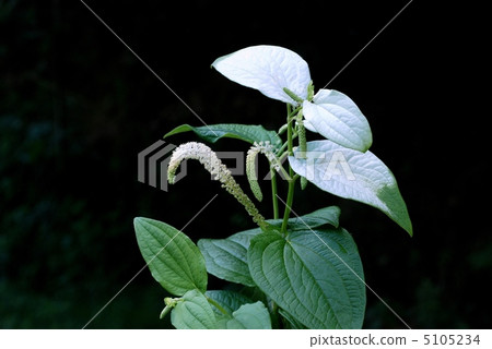 Hansee節目 Hansee節目 5105234