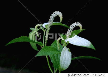 Hansee節目 5105235