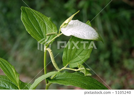 Hansee節目 5105240