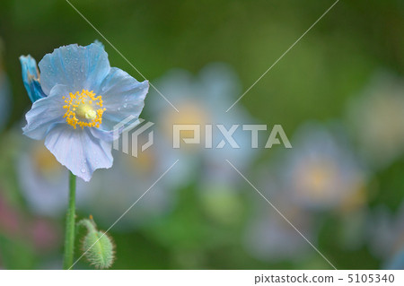 喜馬拉雅山的藍色波普 - 箱根濕花園 5105340
