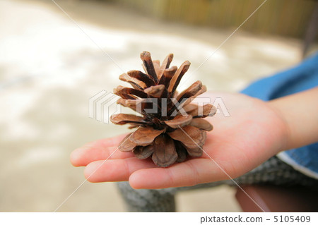 Pinecone Pinecone 5105409