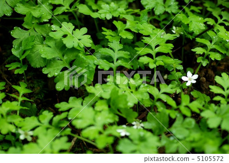 Chrysanthemums 5105572