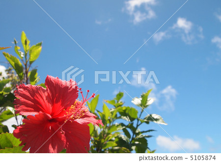 芙蓉花 5105874