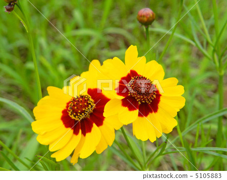 Harshagik (Spring car chrysanthemum) 5105883