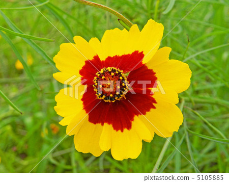 Harshagik (Spring car chrysanthemum) 5105885