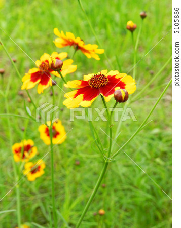 Harshagik (Spring car chrysanthemum) 5105886