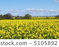 Rape blossoms in England 5105892
