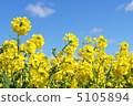 Rape blossoms 5105894