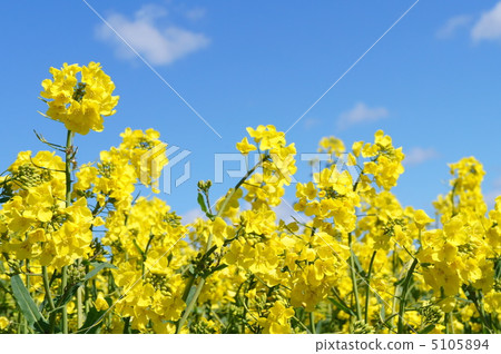 Rape blossoms Rape blossoms 5105894