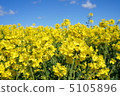 Rape blossoms in England 5105896