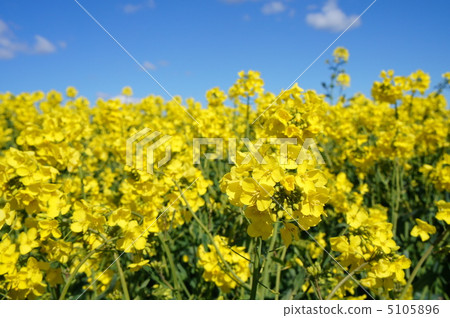 Rape blossoms in England Rape blossoms in England 5105896