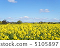 Rape blossoms in England 5105897